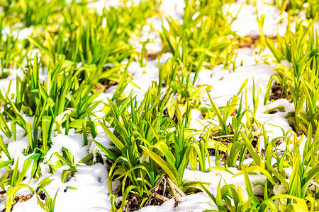 春天的鲜花绿芽木头郁金香季节花瓣天气植物自然降雪图片花园背景图片