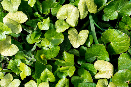 年轻绿色植物新芽纹理 早春叶子花园植物阳光生长植物群墙纸花瓣季节宏观背景图片