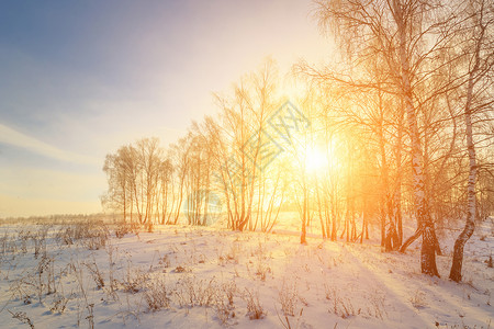 日落或黎明的景象 在冬天的森林里太阳桦树阴影环境阳光场景晴天冻结天空光束背景图片