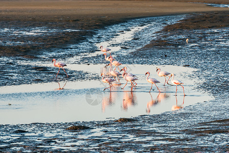 纳米比亚沃尔维斯湾粉红色和白色火烈鸟群背景