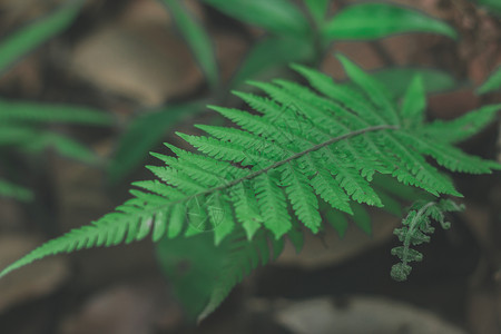 靠近蕨叶 那里有鲜绿色水印叶子植物环境徽章蕨类海豹插图烙印墨水背景图片