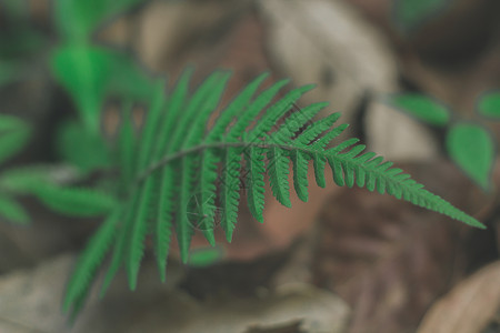 靠近蕨叶 那里有鲜绿色打印标签叶子标题水印插图蕨类植物学生长植物背景图片