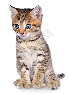 短毛小猫斑点动物百搭色猫科动物短发宝贝宠物猫咪条纹斑纹背景图片