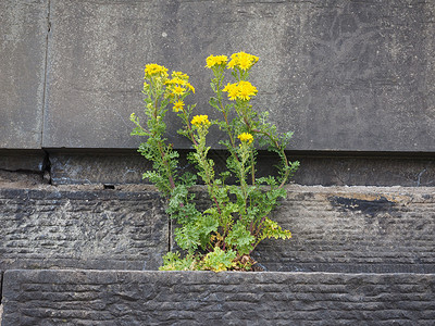 从石头上诞生的鲜花生活花朵岩石植物荒野黄色生长背景图片