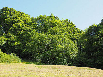 树木和草林绿色植物草地植被背景图片