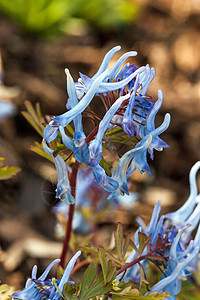 Corydalis 弹性中国蓝植物群摄影花头生长紫色蓝色园艺花园花坛林地背景图片