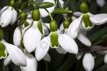 混合体 Merlin 现滴花园花朵莲属温室林地雪花生长园艺宏观植物背景图片