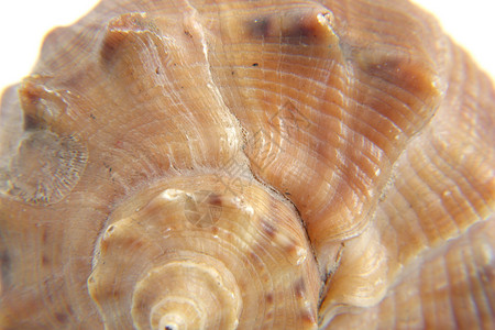 海壳宏观视图纹理热带贝壳生物海洋化石白色生活螺旋背景图片