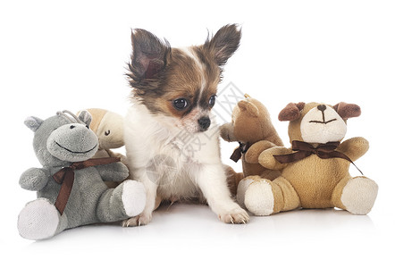 工作室中的吉华花动物宠物玩具三色玩具熊背景图片