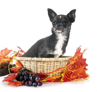 吉娃娃葡萄工作室中的吉华花黑色短发篮子水果动物宠物外套叶子蓝色背景