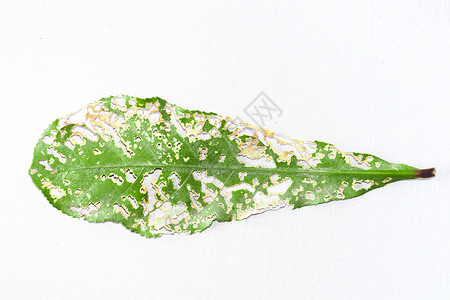 绿叶被蠕虫或幼虫破坏 有选择性地以白布背景为重点背景图片