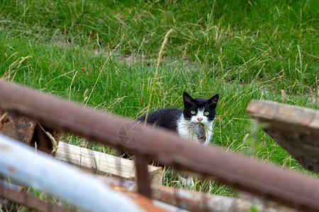 猫和鼠鼠捕食者猫科宠物花园农场害虫老鼠食物猎物哺乳动物背景图片