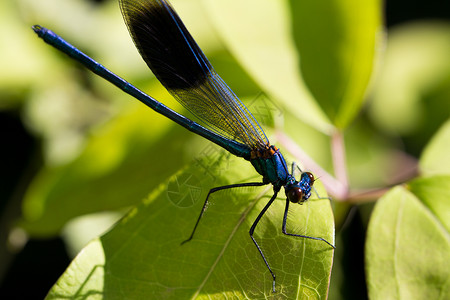 翅膀自做自 己昆虫蜻蜓动物休息翅膀漏洞宏观绿色野生动物动物群背景