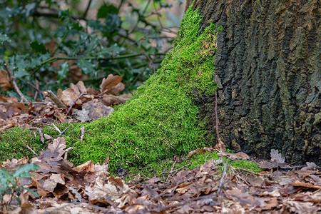 长满苔藓的树潮湿绿色的高清图片