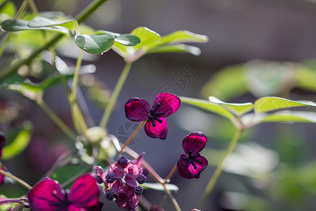 登山者紫色工厂花园生长巧克力藤蔓五叶花瓣植物学木通紫色登山者背景