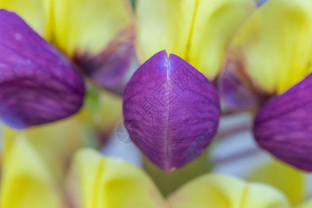 紫色和黄色月光曼哈顿灯花展示花头花园园艺紫黄色住宅花瓣花朵英语植物背景图片