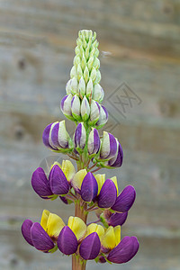 紫色和黄色月光曼哈顿灯花花朵植物英语紫黄色花园花头展示花瓣园艺住宅背景图片