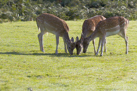 烧鹿尾Fallow Deer三度背景