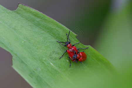 叶甲科两只红百合甲虫背景