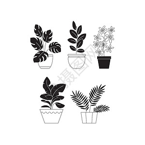 万年青一组不同家用植物的彩色线插图芦荟叶子树叶中风棕榈菩提咖啡树橡胶香蕉蕨类插画
