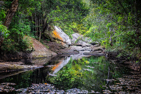 热带雨林内岩池的反射水背景图片