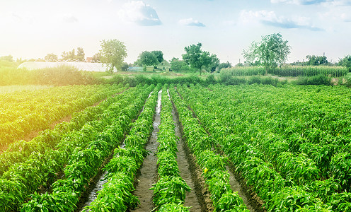 雨后的红辣椒种植园 农业 种田 在农业产业种植蔬菜 有机食品 农田 新鲜的绿色蔬菜 植物生长 农学背景图片