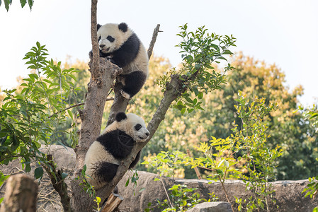 树上树两只熊猫幼崽在一棵树上背景