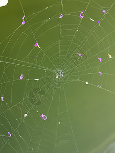 花瓣网素材与反对绿色的紫色花瓣的蜘蛛网 美丽的几何学背景宏观花朵蛛网丝绸同心荒野昆虫危险背景