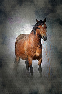 马抽象带有喜怒无常的朦胧蹩脚纹理的威尔士小马驹背景