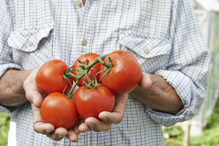 近距离的男子持家家庭种植番茄背景