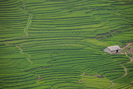 山上绿稻田阳台地面场地风景植物食物成长土壤环境文化高清图片