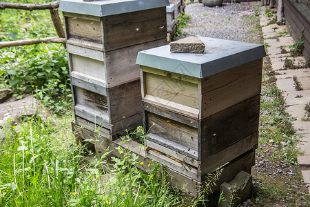 蜂蜜在周围漂浮产物蜜饯孵化场森林养蜂业勤勉棕色绿色昆虫蜜蜂背景图片