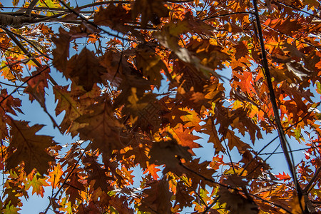 红褐橡树叶作为秋叶植物凝胶废话叶子橡木自然界树枝种子橡树叶落叶背景图片