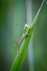 草地上的小绿昆虫条纹刺槐乡村棕色触角触手野生动物绿色宏观背景图片