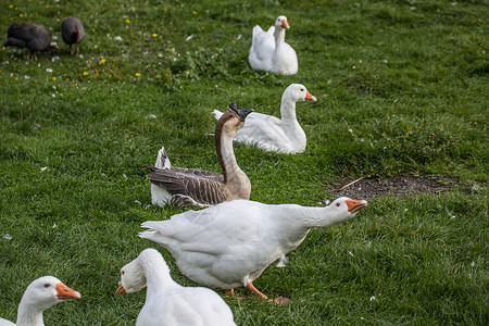 在草地上聊天的鹅家禽鸭鸟羽毛烧鹅鸟类甘德白色绿色背景图片