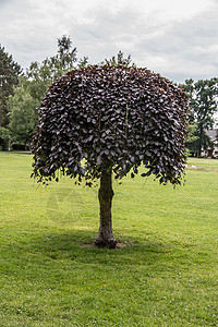 欧洲在城市公园的单人独立欧洲蜂窝指针植被树木闲暇红核榉木公园花园树干灌木背景图片