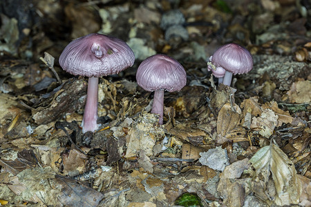 森林地板上的紫色蘑菇组面纱实体落叶林土壤真菌组背景图片