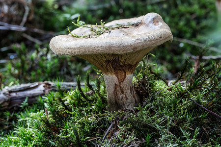 乳垫主图林中的棕色乳奶片状森林实体真菌蘑菇绿色苔藓针叶林土壤背景
