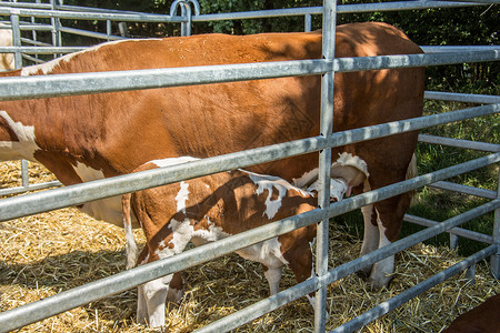马厩里的棕白奶牛棕色肉类手臂毛皮垃圾畜牧业农民稻草犊牛生产背景图片