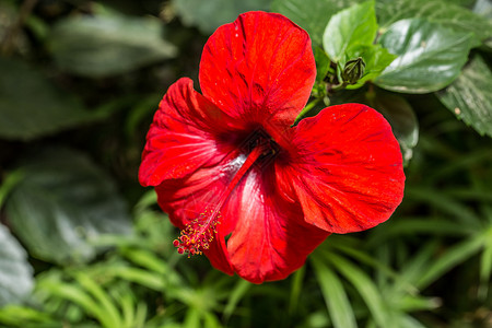 红色木槿花中国玫瑰花 棉花糖和燕尾木槿花糖绿色瘢痕红色花丝采蜜者花瓣雌蕊腐烂背景