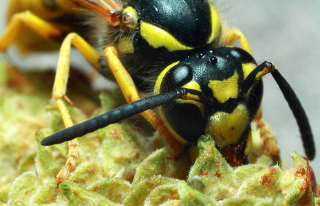 黄蜂 黄黑昆虫在植物上野生动物鼻涕虫飞行眼睛荒野刺槐动物群叶子翅膀宏观背景图片