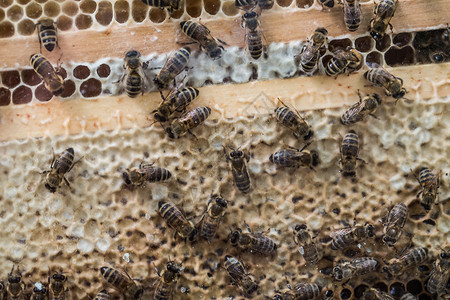 蜜蜂爬在蜂窝上棕色六边形生产工人蜂蜜总结蜂巢蜂蜡背景图片
