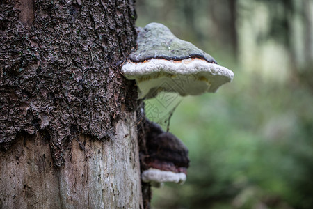 凝胶真菌棕色的森林地面高清图片