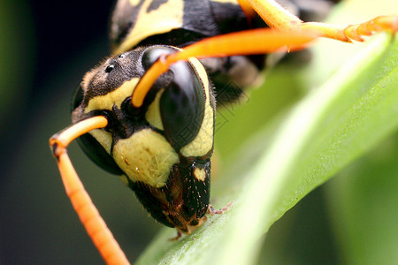 黄蜂 黄黑昆虫在植物上宏观害虫蜜蜂刺槐蜂蜜动物瓢虫生物学动物群野生动物背景图片