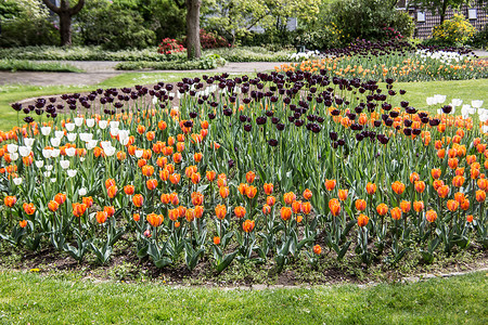 白色 橙色和黑色郁金香公园花海绿色百合植物花萼花朵花园背景图片