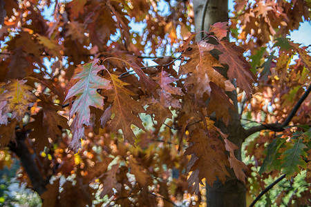红褐橡树叶作为秋叶凝胶植物自然界种子树枝橡树叶废话橡木叶子落叶背景图片