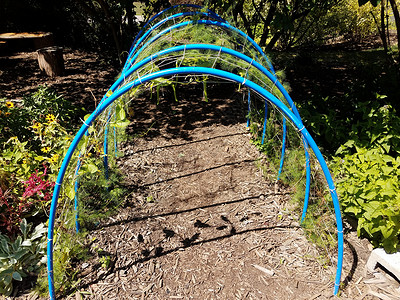 带网织和植物的蓝色兰花隧道以及花园中的泥土通道小路覆盖物金属格子踪迹弯曲园艺背景图片