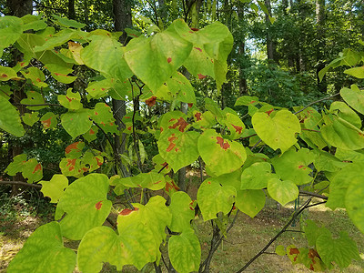 红色 黑莓 绿叶藤蔓荒野浆果食物植物群杂草绿色荆棘黑色植物背景图片