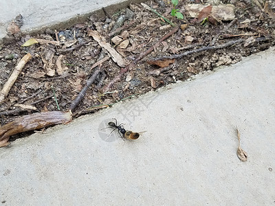 在地面或水泥上携带死蜜蜂的黑蚂蚁蚂蚁野生动物动物食物昆虫背景图片