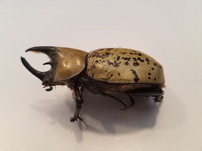 牛角甲虫白色表面有角的雄性大甲虫甲虫背景